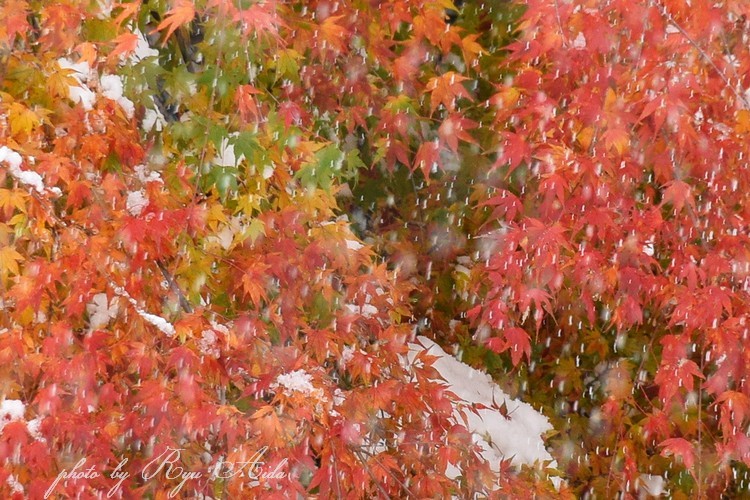 雪が降ってきた_f0332795_10263930.jpg