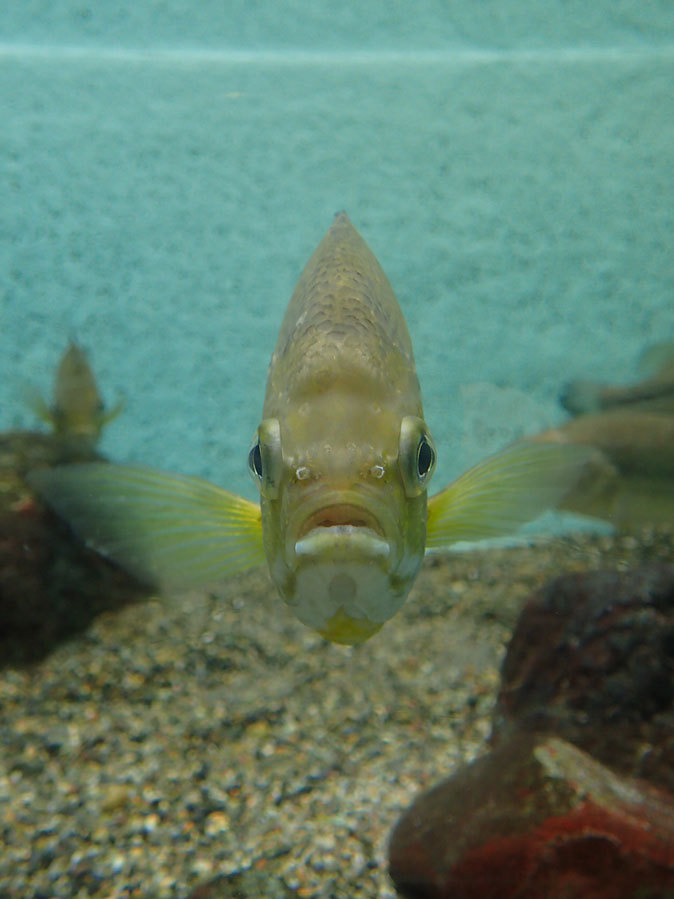 井の頭・水生物館の生物たち~「昔の井の頭池」とトウキョウサンショウウオ_b0355317_22054721.jpg