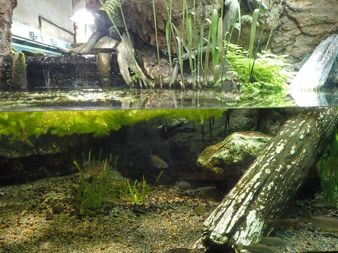 井の頭・水生物館の生物たち~「昔の井の頭池」とトウキョウサンショウウオ_b0355317_22134138.jpg