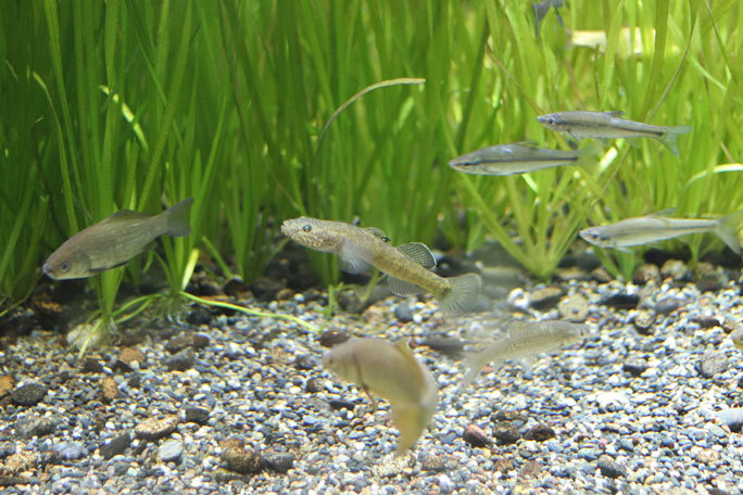 井の頭・水生物館の生物たち~「昔の井の頭池」とトウキョウサンショウウオ_b0355317_22271708.jpg