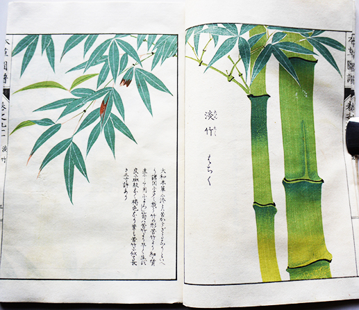 集英社 原色 盆栽 観葉植物 古典園芸植物 1～6巻 図鑑 作品書