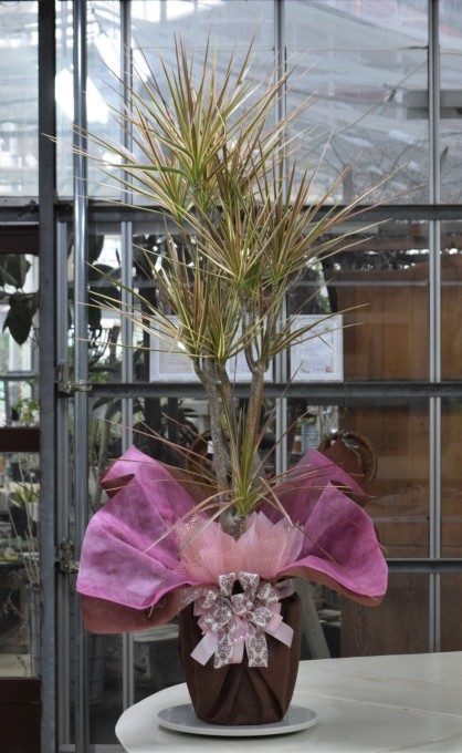観葉植物のラッピング ヒバリのつぶやき 観葉植物のラッピング ヒバリのつぶやき