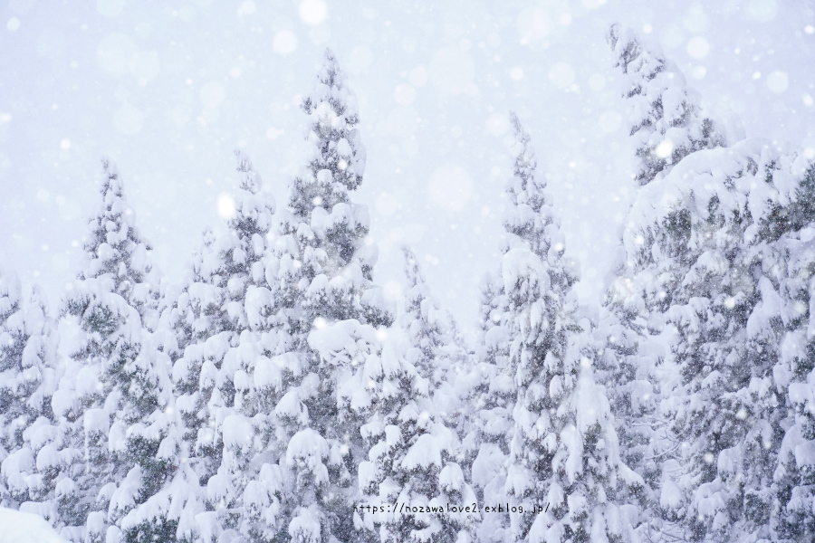 野沢温泉村　今朝の雪模様_b0404739_10381559.jpg