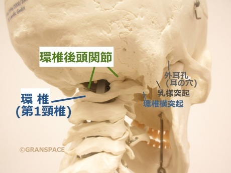 全身の関節 環椎後頭関節 その９ 背骨を伸ばして使う 大阪梅田 整体院 Gran Space からだブログ