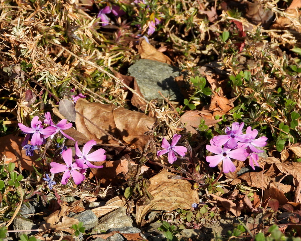 青い実 紅い実 白い山 ほか_c0305565_17180136.jpg