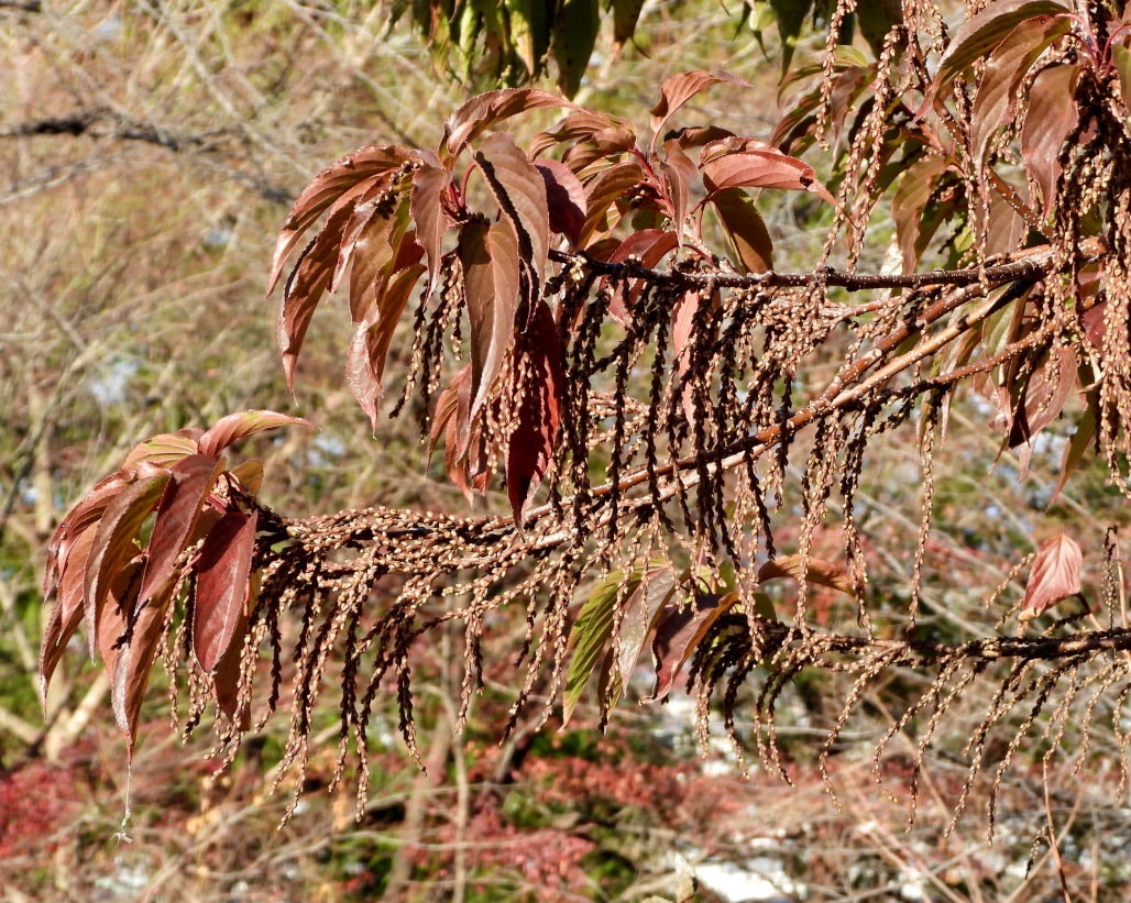 青い実 紅い実 白い山 ほか_c0305565_17183003.jpg