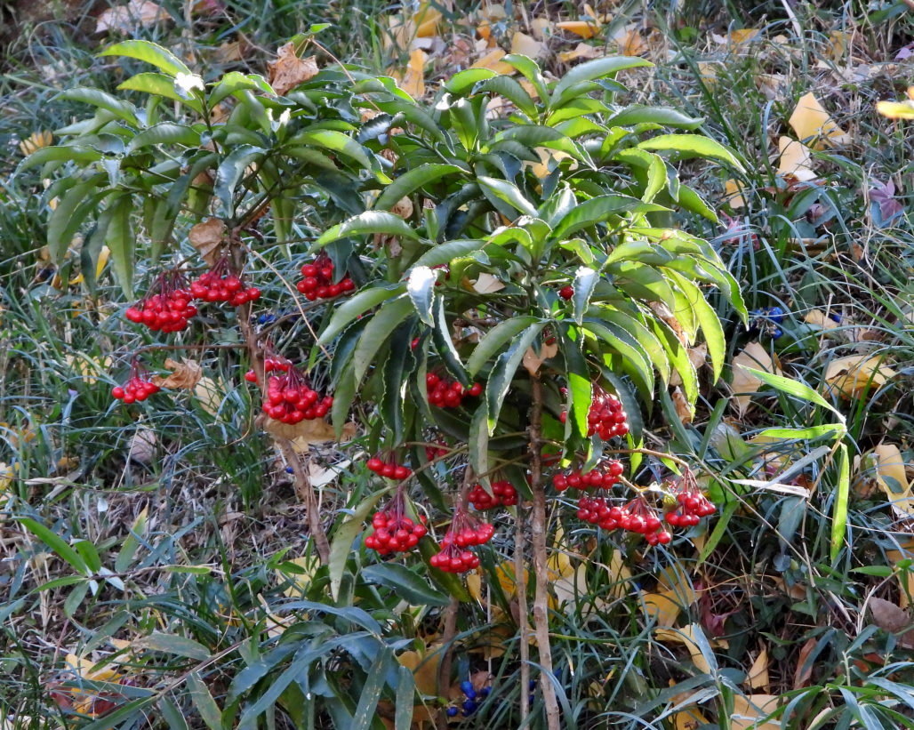 青い実 紅い実 白い山 ほか_c0305565_17231759.jpg