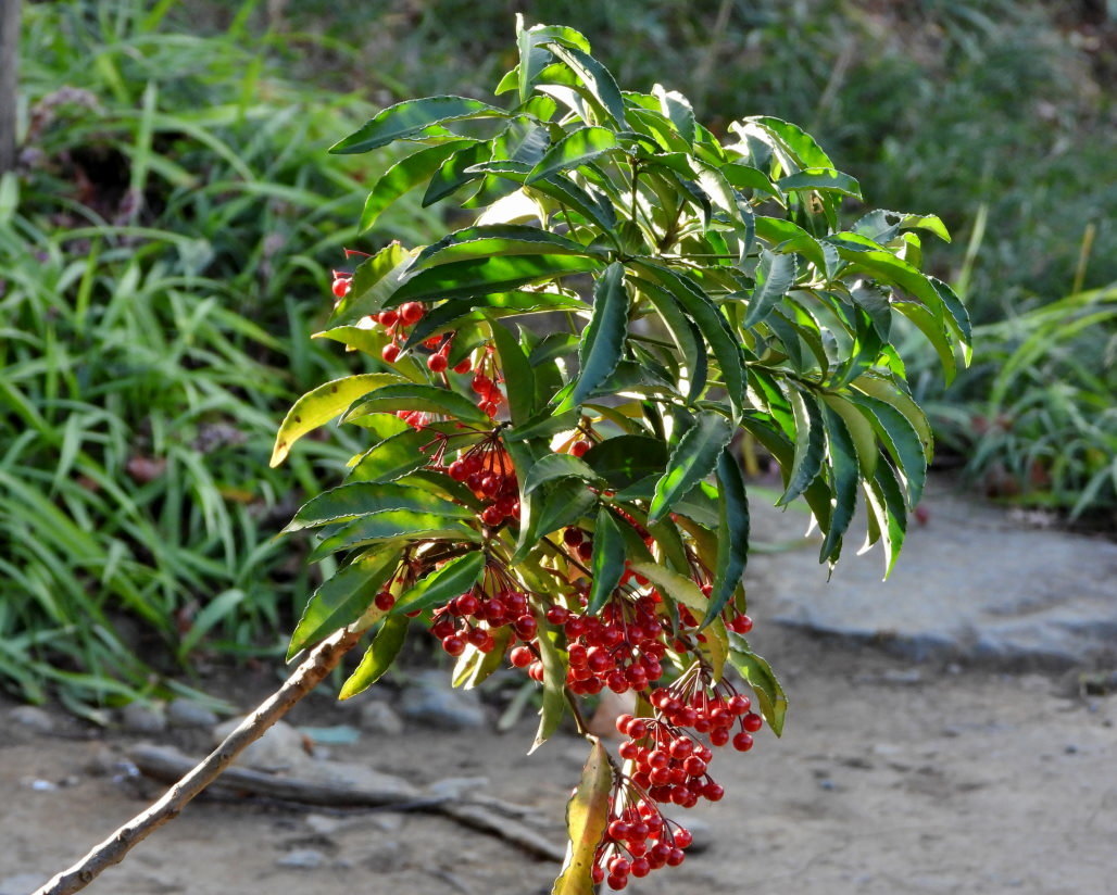 青い実 紅い実 白い山 ほか_c0305565_17234493.jpg