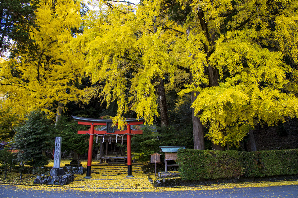 紅葉2020！　　～岩戸落葉神社～_b0128581_20374884.jpg