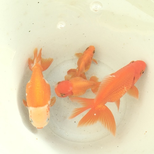 年末金魚の水槽掃除 My Style