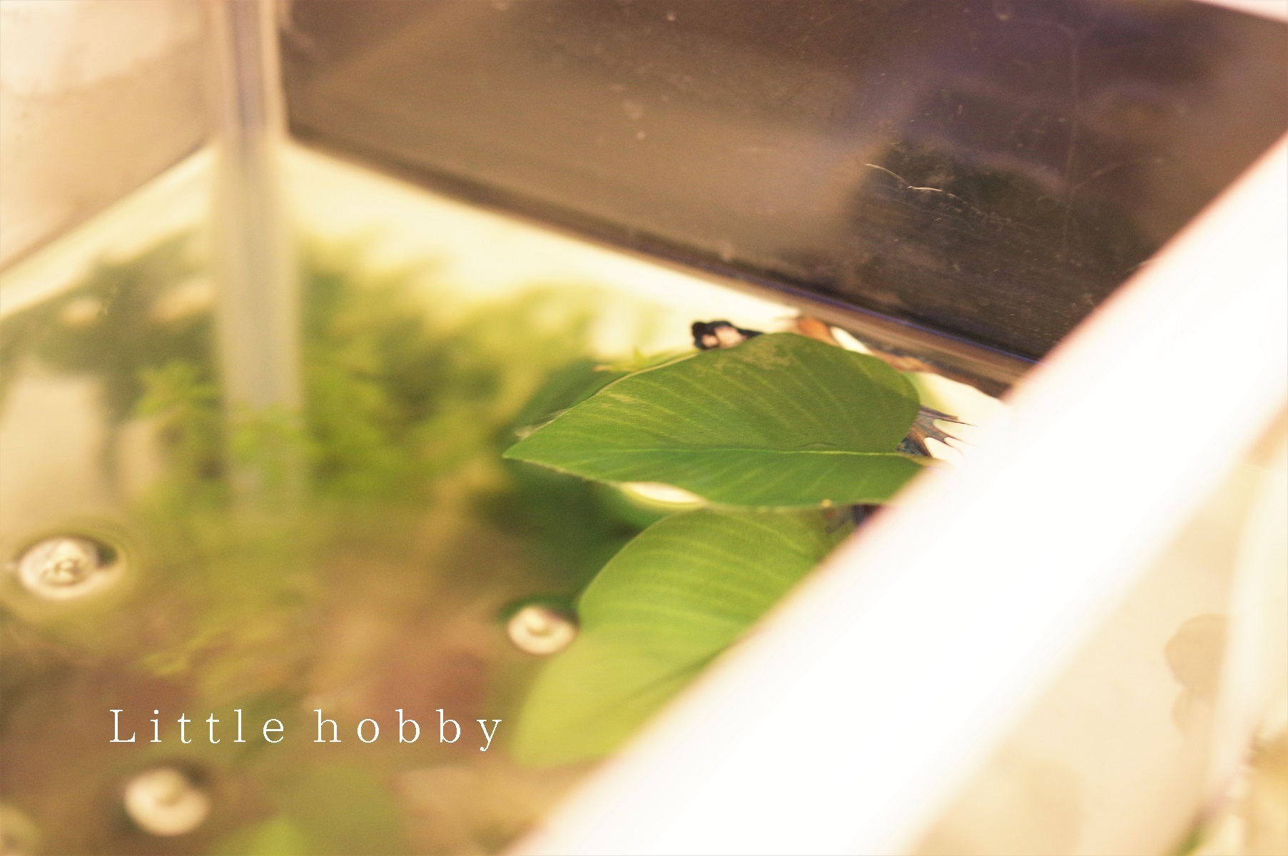 ベタ水槽 浮き草あきらめる おすすめは人工水草の ベタのおやすみリーフ Little Hobby