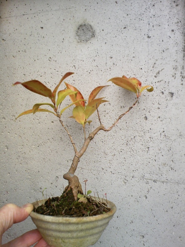 実生椿 盆栽便り 実生椿 盆栽便り