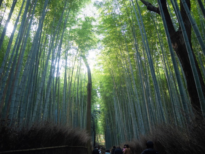 2020秋の京都&沖縄離島めぐりの旅vol.2～紅葉の嵯峨野と京懐石～_f0276498_20331928.jpg