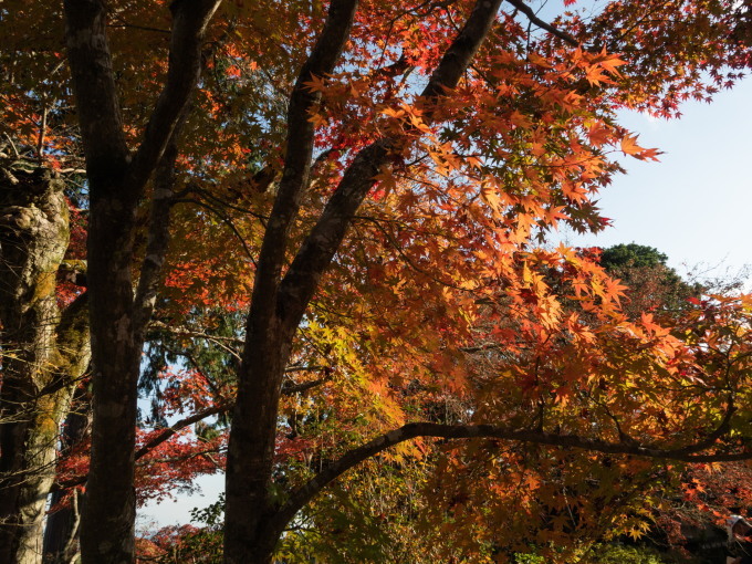 2020秋の京都&沖縄離島めぐりの旅vol.2～紅葉の嵯峨野と京懐石～_f0276498_20364466.jpg