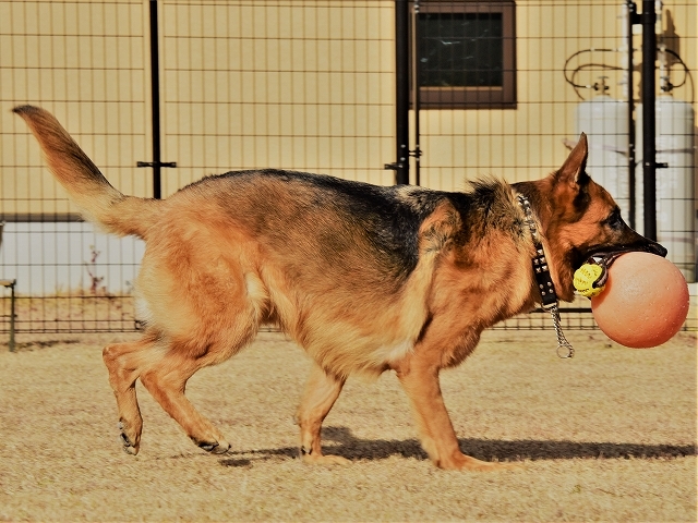 猟犬デビュー_d0360206_23565806.jpg