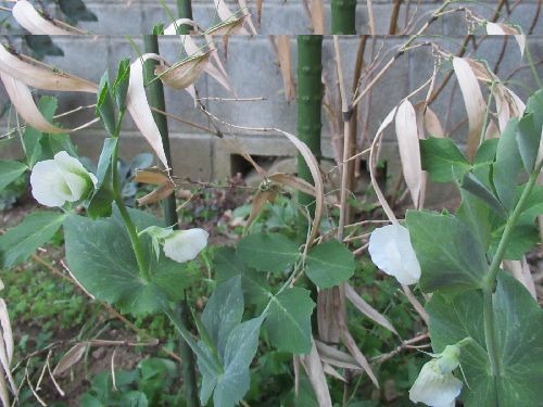年12月日 日 スナップエンドウの花が咲いてしまった パソコン De あれこれ