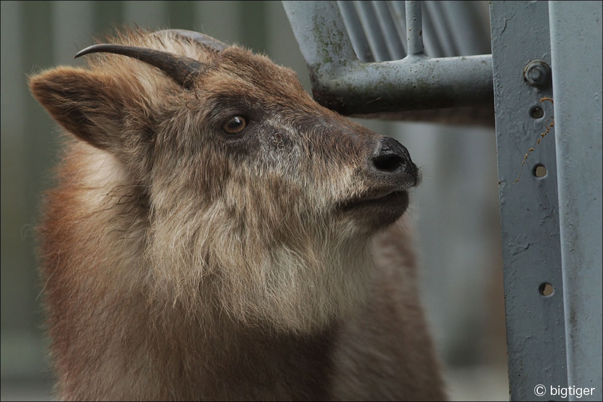 会話のとき 動物たち 光と影