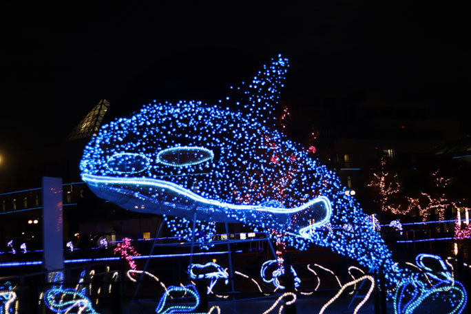 名古屋港水族館 くらげなごりうむ 嗚呼 名古屋の夜 December 19 続々 動物園ありマス 名古屋港水族館 くらげなごりうむ 嗚呼 名古屋の夜 December 19 続々 動物園ありマス