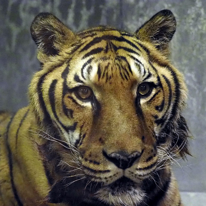 最高齢のトラ 動物園放浪記 最高齢のトラ 動物園放浪記