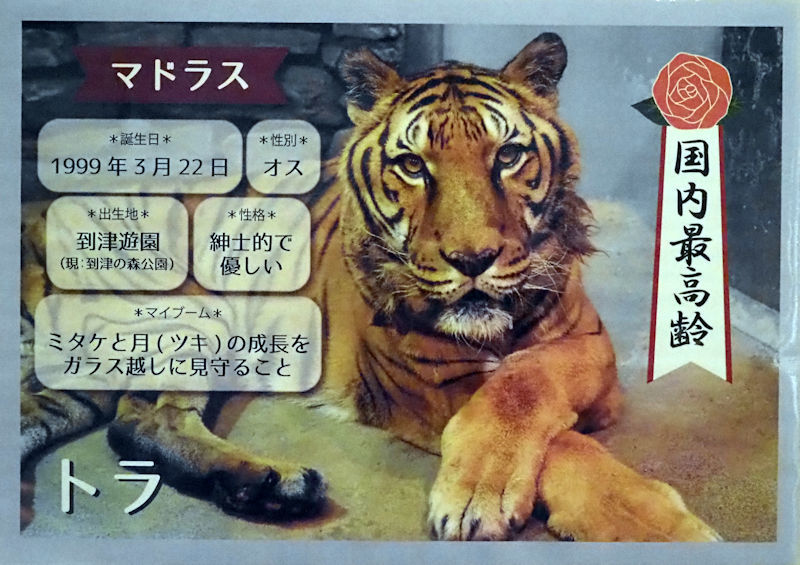 最高齢のトラ : 動物園放浪記
