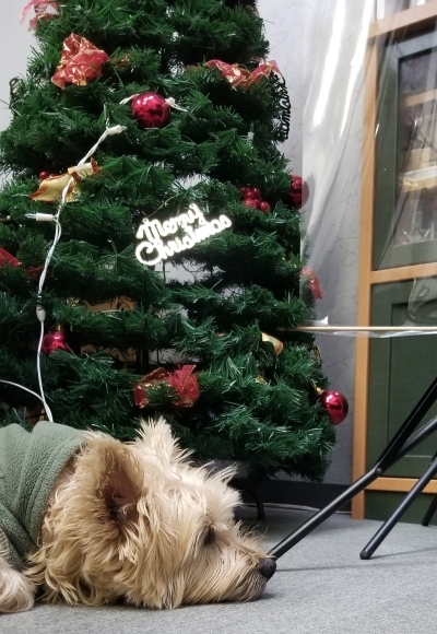 クリスマスだワン!!_c0346934_20253278.jpg