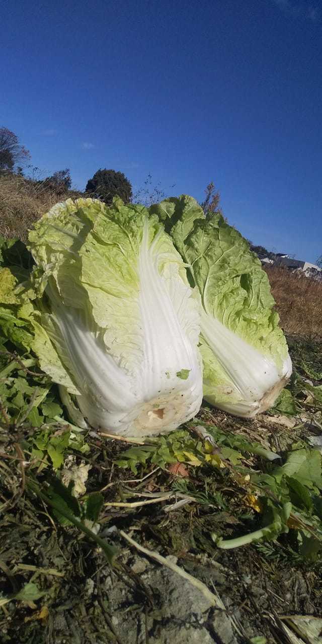 あいちの伝統野菜 畑から あいちの伝統野菜 畑から