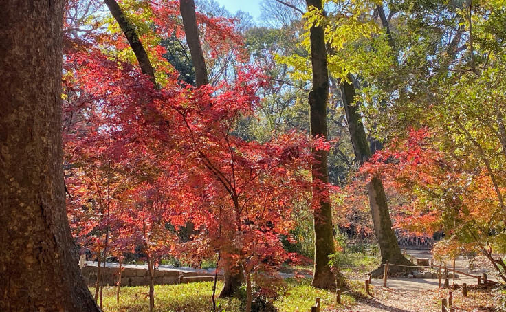 〜京都市民憩いの紅葉スポット?〜 糺の森_b0063958_06494857.jpg