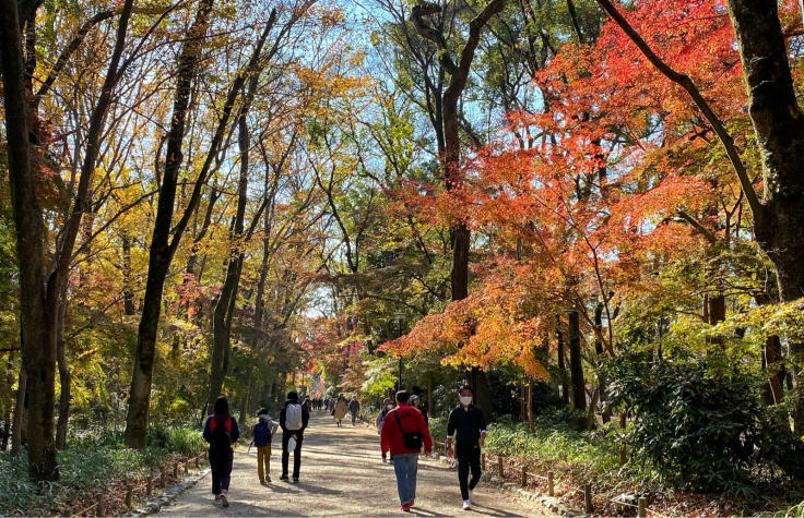 〜京都市民憩いの紅葉スポット?〜 糺の森_b0063958_06495161.jpg