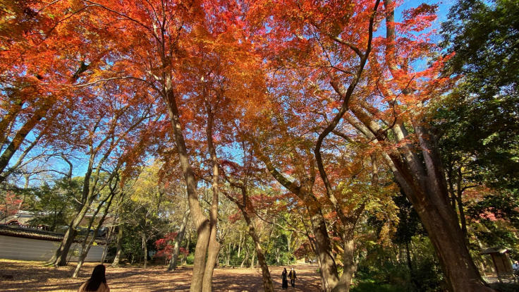 〜京都市民憩いの紅葉スポット?〜 糺の森_b0063958_06495639.jpg