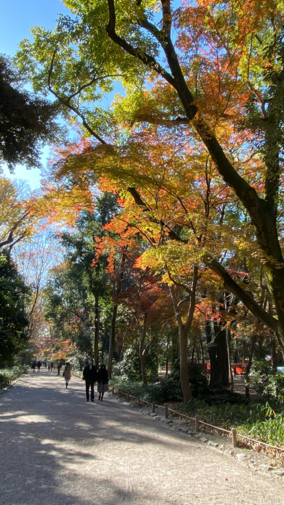〜京都市民憩いの紅葉スポット?〜 糺の森_b0063958_06500091.jpg