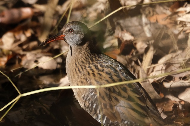 ■　ウグイス　ほか藪の中の鳥3種　　　20.12.20　　　（ウグイス、クイナ、カシラダカ）_e0339873_17493324.jpg