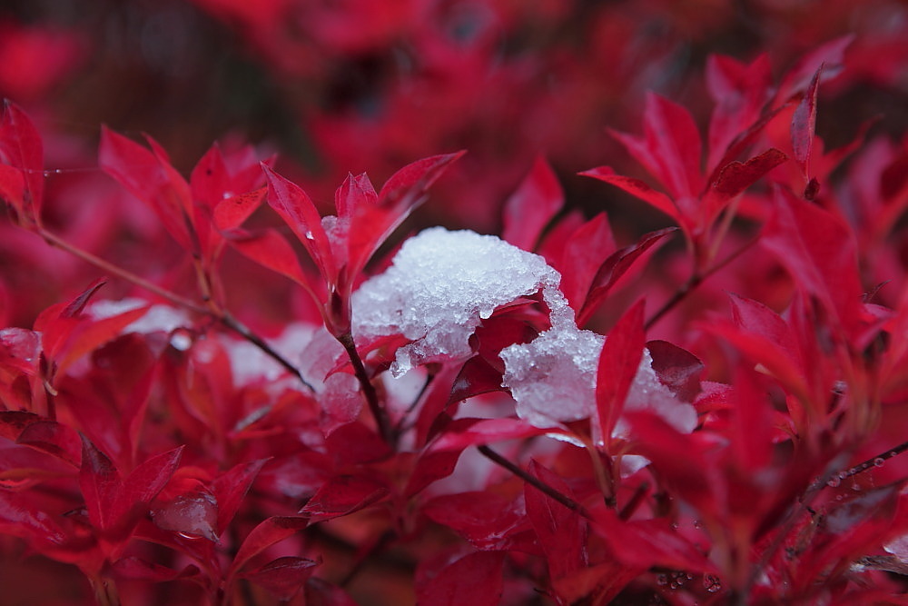 下郷町　観音沼の残り紅葉と雪　その5_e0165983_10241129.jpg