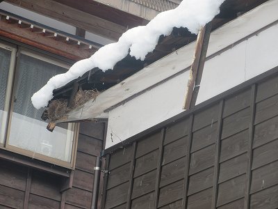 「大雪情報」　初雪が大雪に　　雨トヨ　　雪下し_b0092684_16583677.jpg