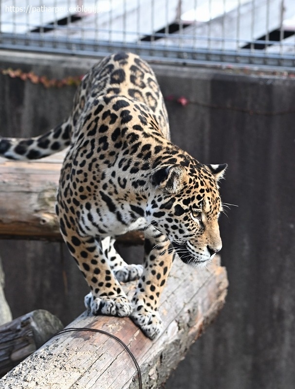 ２０２０年１２月　王子動物園　その２_a0052986_08515317.jpg