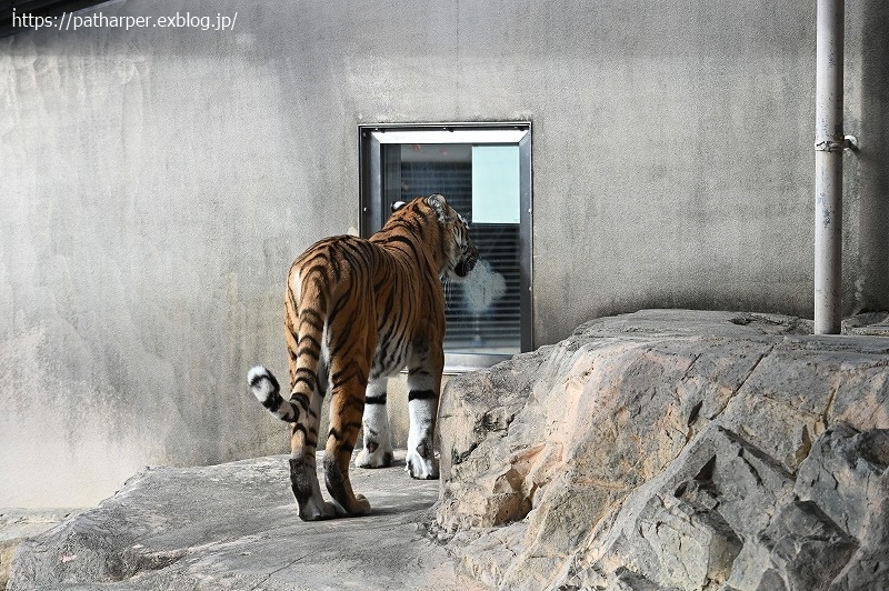 ２０２０年１２月　王子動物園　その２_a0052986_08515728.jpg