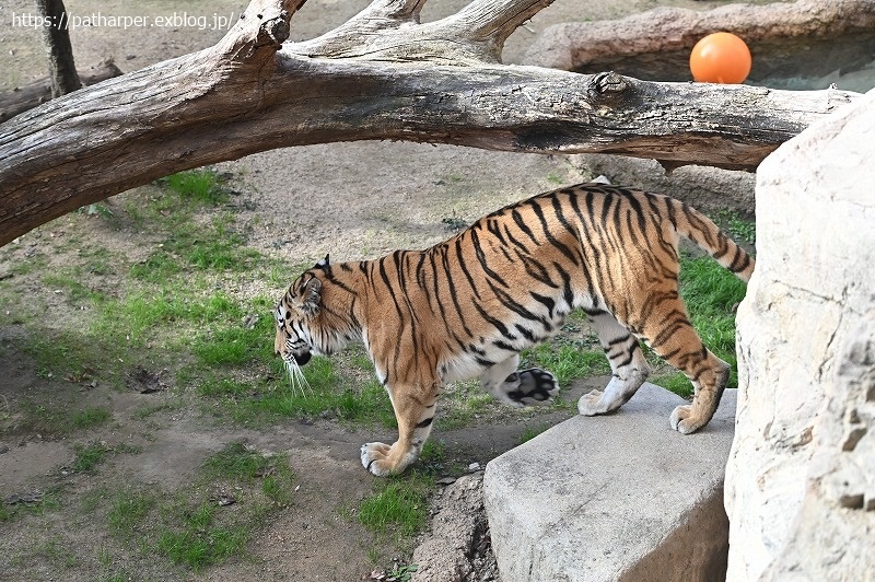 ２０２０年１２月　王子動物園　その２_a0052986_08540407.jpg