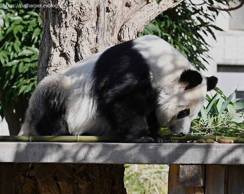 ２０２０年１２月　王子動物園　その２_a0052986_08571737.jpg