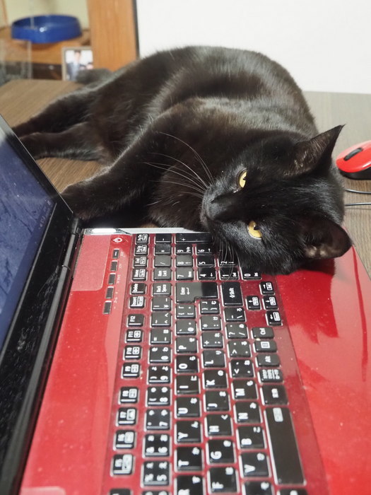 くうちゃん、パソコンを枕に_c0116915_22530671.jpg