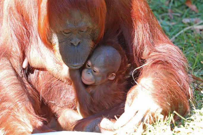 誕生！ボルネオランウータンの赤ちゃん「ホッピー」（多摩動物公園）_b0355317_21334132.jpg