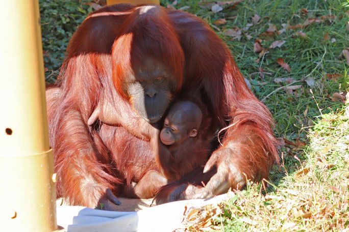 誕生！ボルネオランウータンの赤ちゃん「ホッピー」（多摩動物公園）_b0355317_21350165.jpg