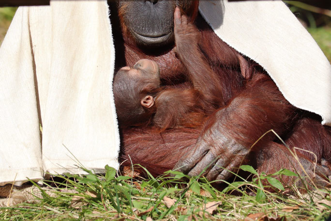 誕生 ボルネオランウータンの赤ちゃん ホッピー 多摩動物公園 続々 動物園ありマス
