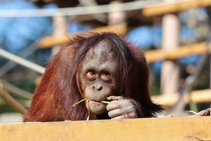 誕生！ボルネオランウータンの赤ちゃん「ホッピー」（多摩動物公園）_b0355317_21514984.jpg