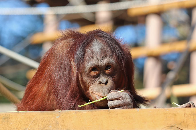 誕生！ボルネオランウータンの赤ちゃん「ホッピー」（多摩動物公園）_b0355317_21573491.jpg