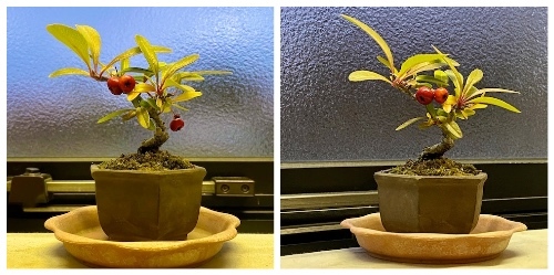 ピラカンサ2号 節約ミニ盆栽記 ピラカンサ2号 節約ミニ盆栽記