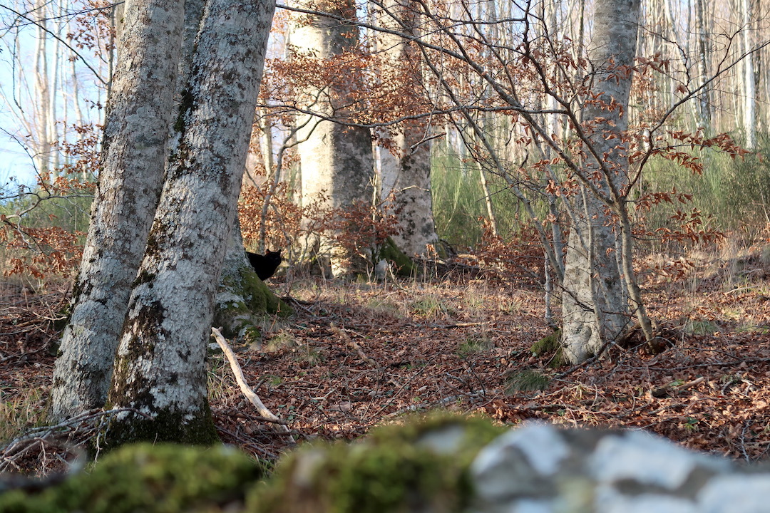 ラヴェルナの冬の森 修道院のミサとプレゼーペ_f0234936_07020440.jpeg