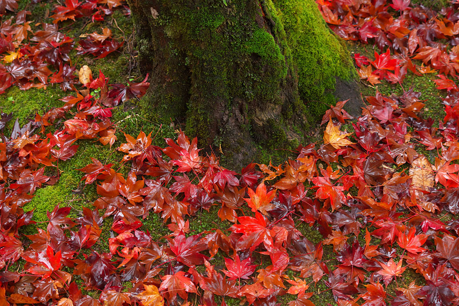 紅葉模様 8 但馬 写真日和