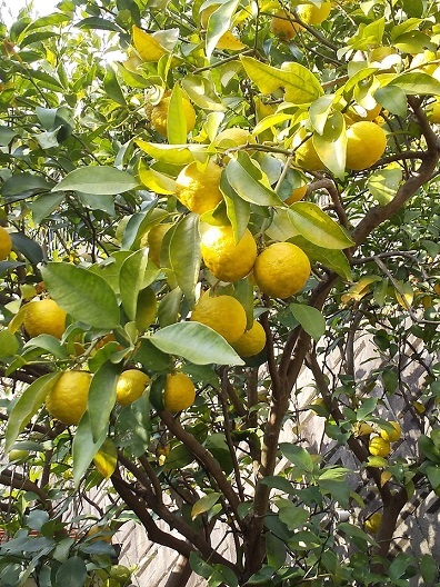 庭の柚子で柚子茶を♪_d0319943_08313581.jpg