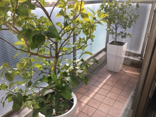 新居は暖かいが、、、、_f0347891_00074687.jpeg