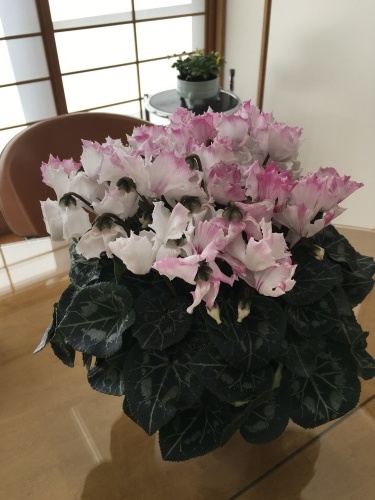 新居は暖かいが、、、、_f0347891_00113979.jpeg