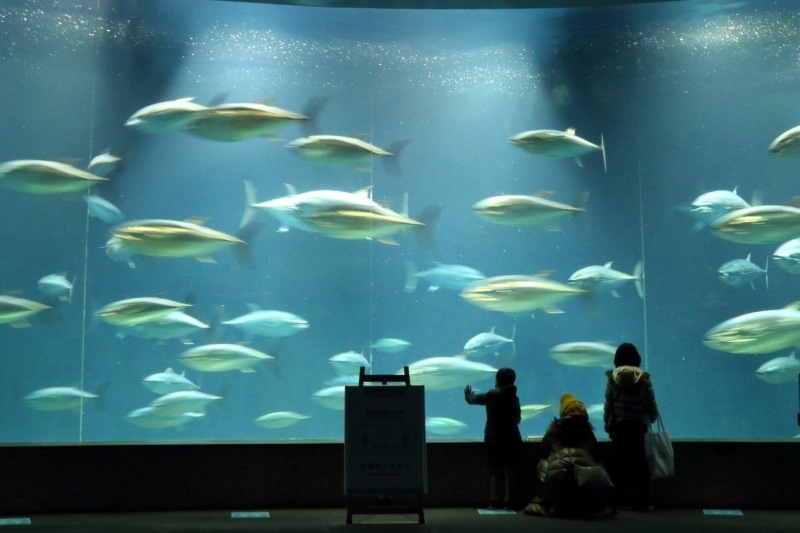マグロの回遊 けったいな魚 ペンギン勢揃い 葛西臨海水族園 旅プラスの日記 マグロの回遊 けったいな魚 ペンギン勢揃い 葛西臨海水族園 旅プラスの日記